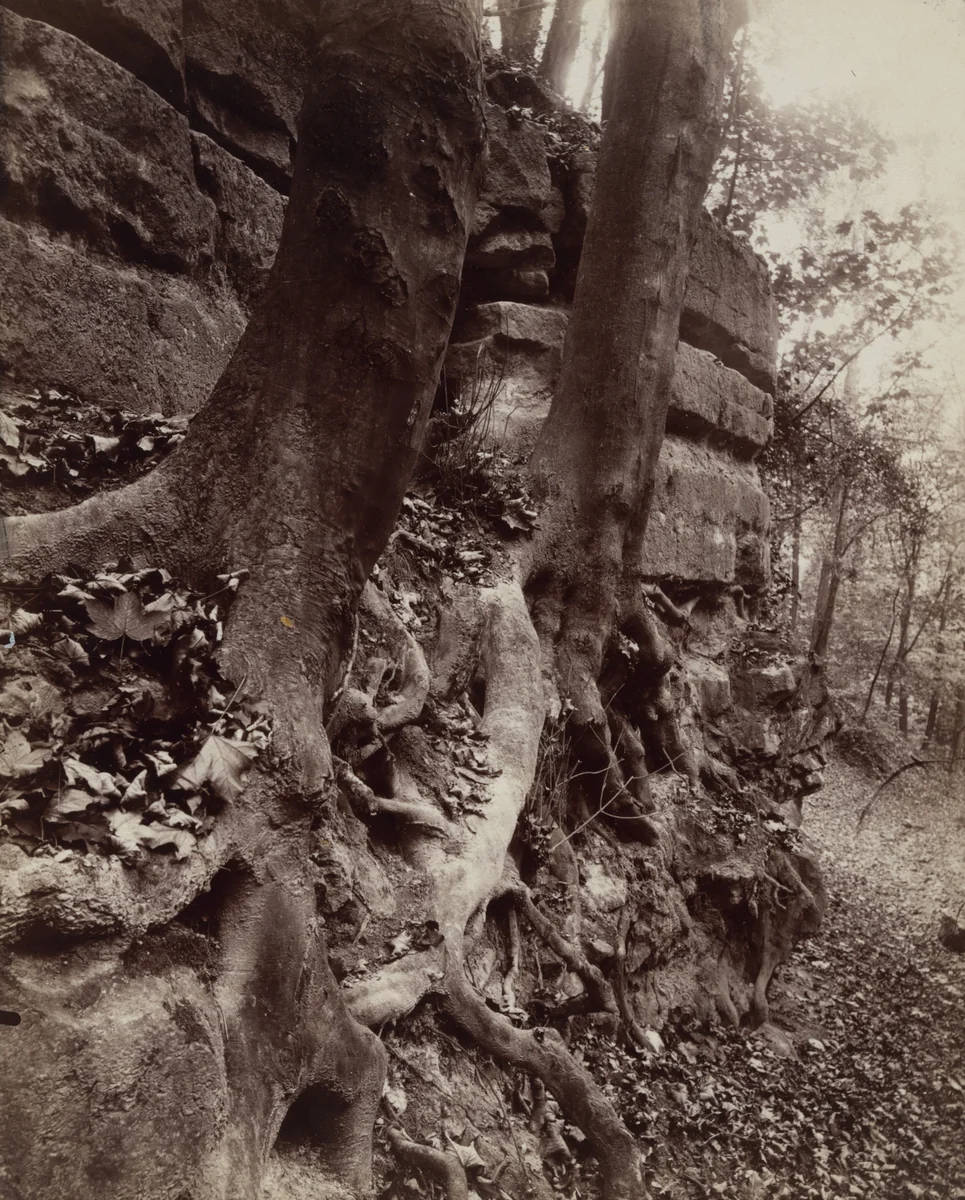 Saint-Cloud by Eugène Atget, photograph, 1906