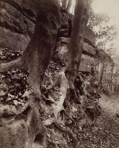 Saint-Cloud by Eugène Atget, photograph, 1906