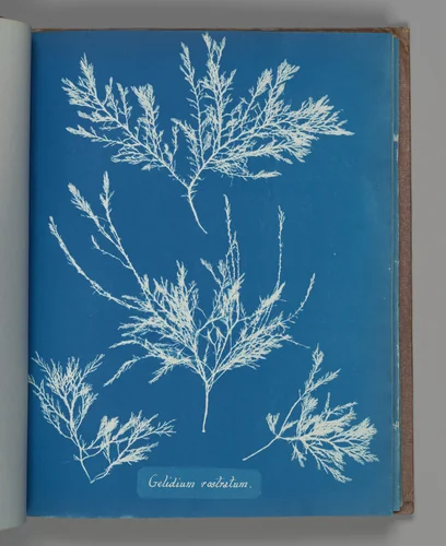 Gelidium rostratum by Anna Atkins, photograph, 1851-1855