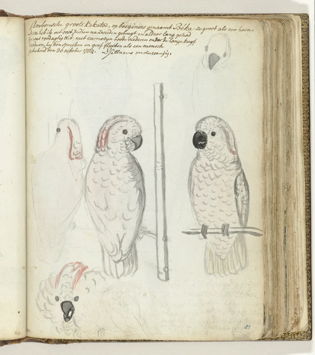 Cockatoo from Ambon by Jan Brandes, drawing, 1784