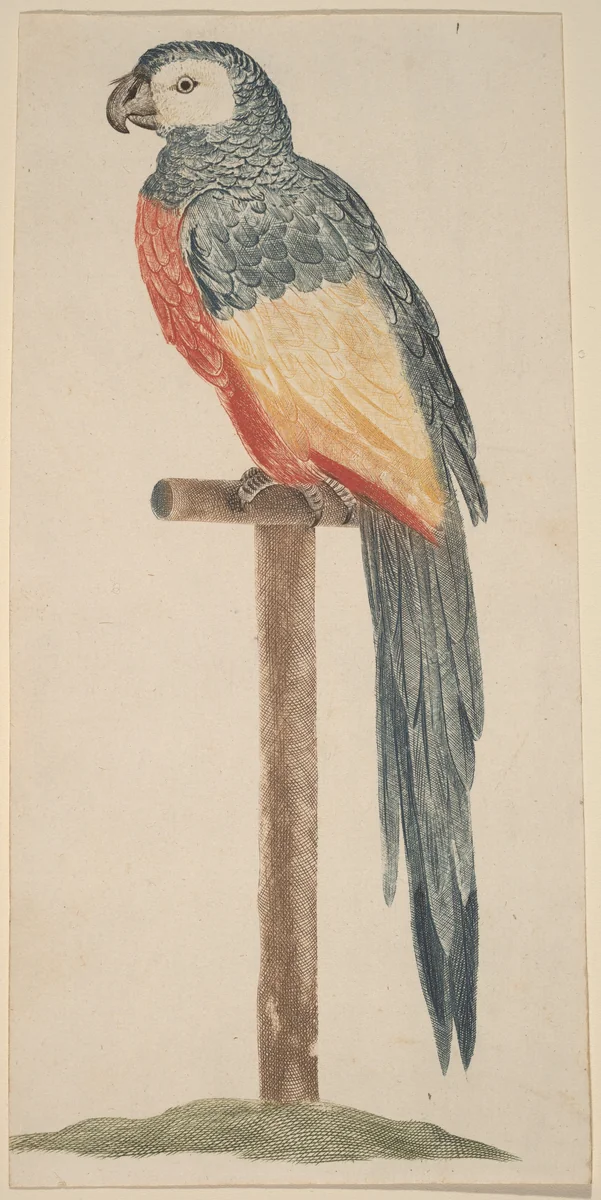 Parrot (Ara) by Johann Teyler, print, 1685-1697