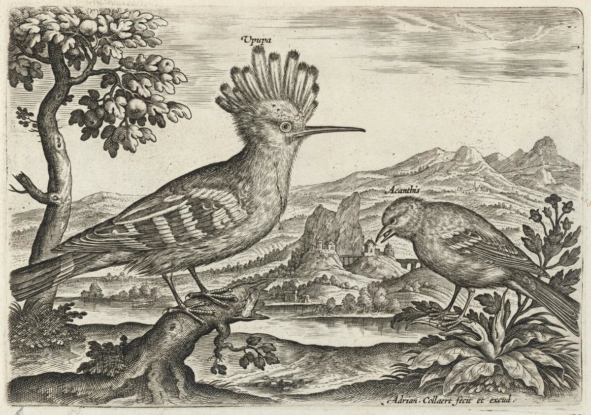 Hoopoe and Linnet by Adriaen Collaert, print, 1595-1605