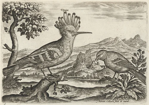 Hoopoe and Linnet by Adriaen Collaert, print, 1595-1605