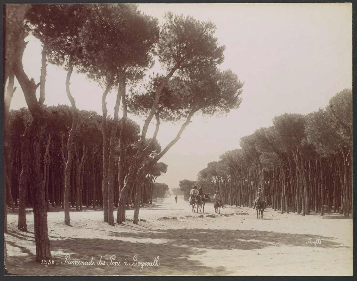 Promenade des Pins à Beyrouth by Félix Bonfils, photograph, 1868-1872