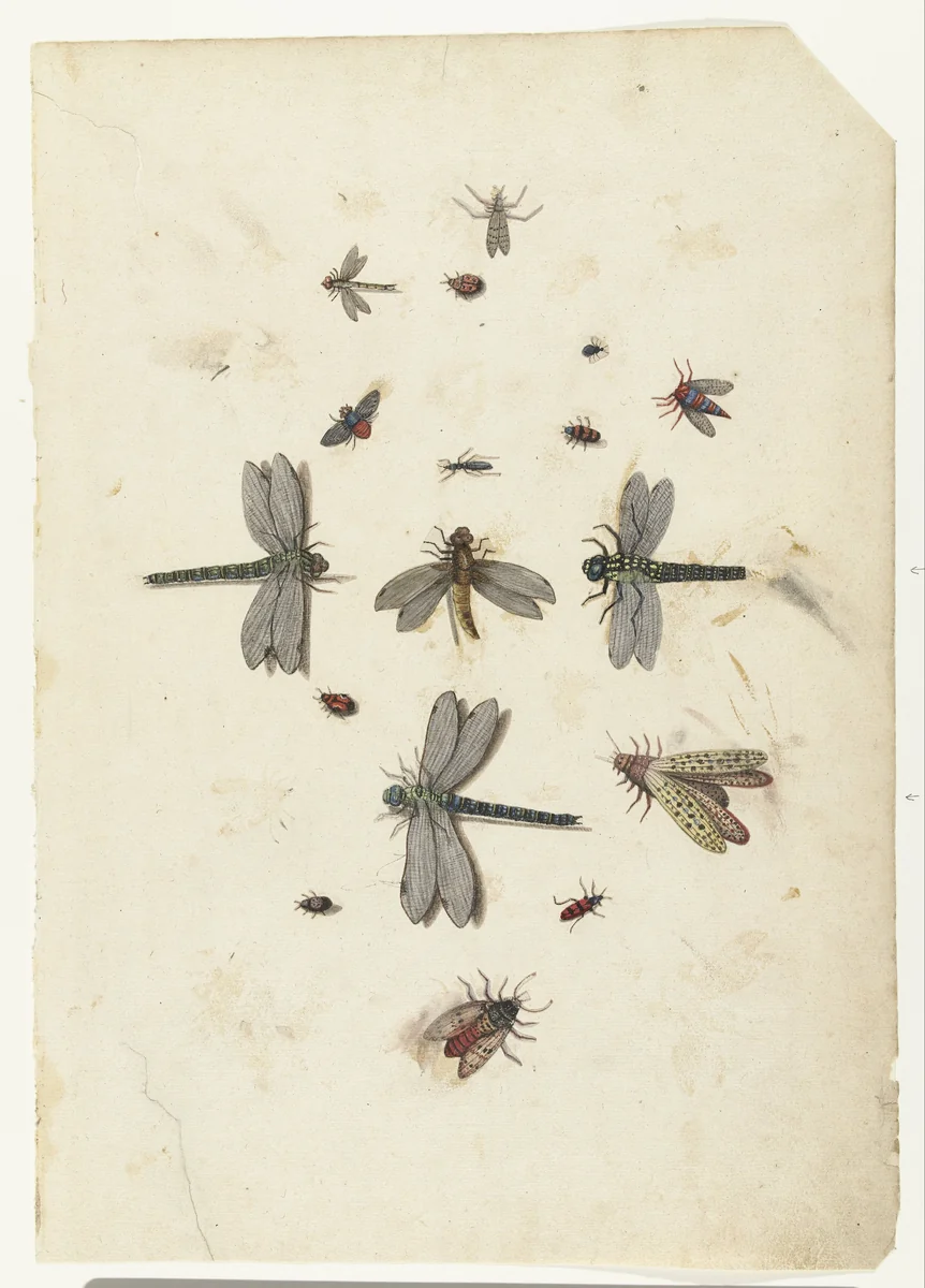 Dragonflies and flying Insects by Lambert Lombard, drawing, 1560