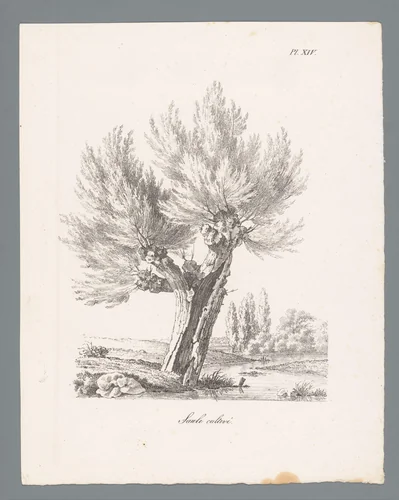 Knotwilg by J. Bernard, print, 1820-1833