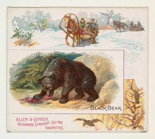 Black Bear, from Quadrupeds series (N41) for Allen & Ginter Cigarettes by Allen & Ginter, print, 1890