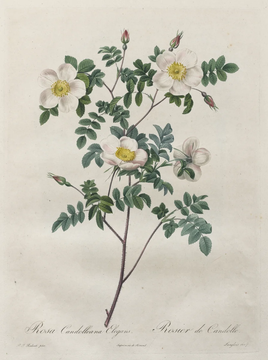 Les Roses: Rosa Candolleana Elegans by Henry Joseph Redouté, print, 1817-1824