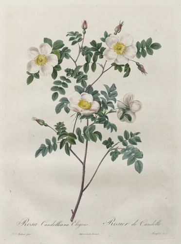 Les Roses: Rosa Candolleana Elegans by Henry Joseph Redouté, print, 1817-1824