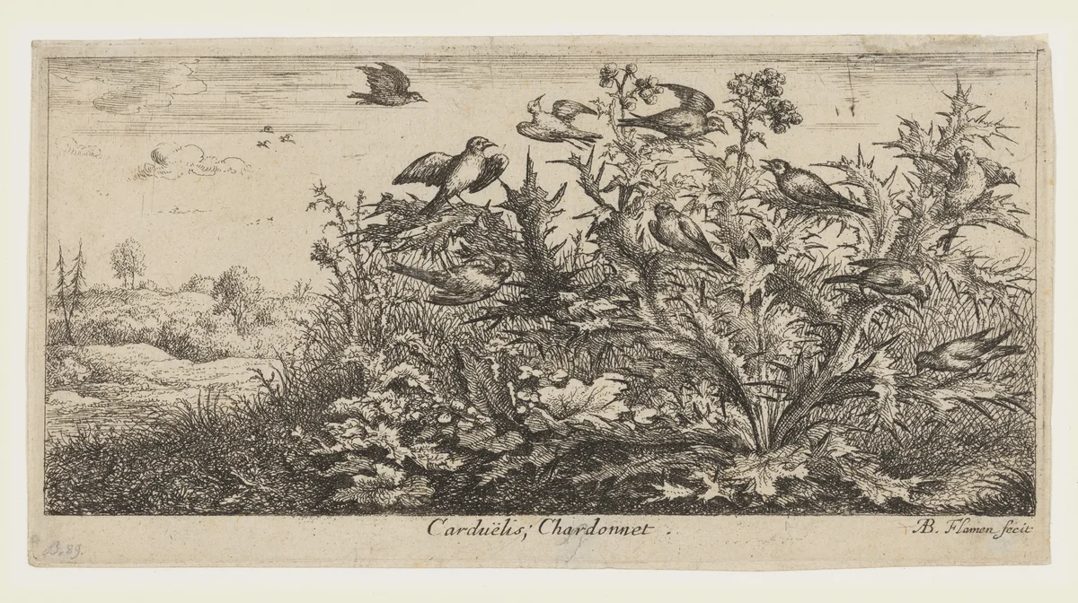 Carduëlis; Chardonnet by Albert Flamen, print, 1645-1685