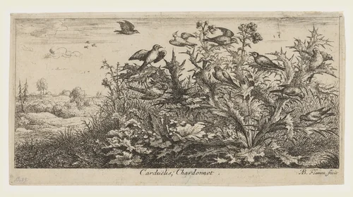 Carduëlis; Chardonnet by Albert Flamen, print, 1645-1685