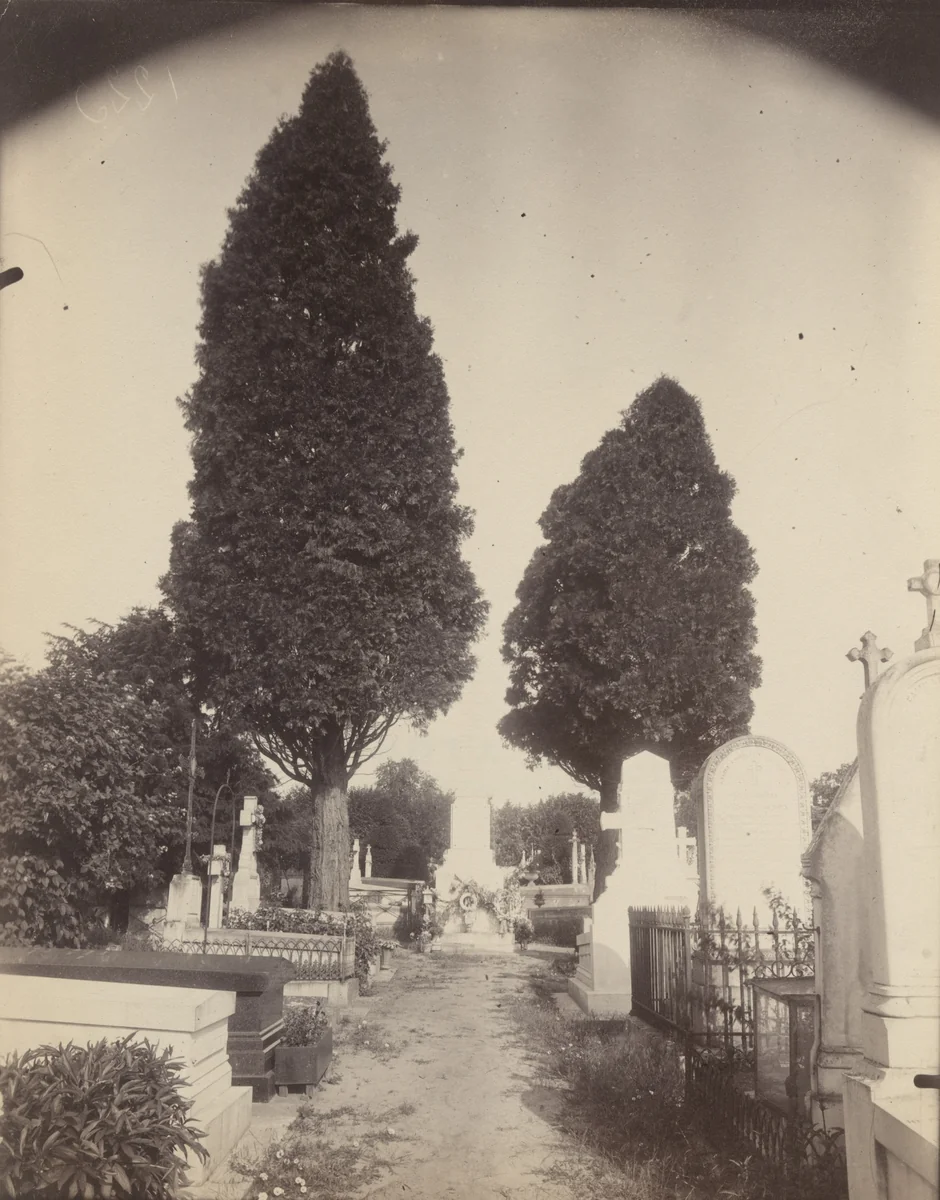Cyprès by Eugène Atget, photograph, 1923