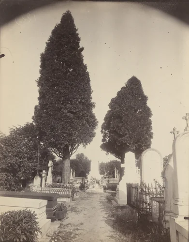 Cyprès by Eugène Atget, photograph, 1923