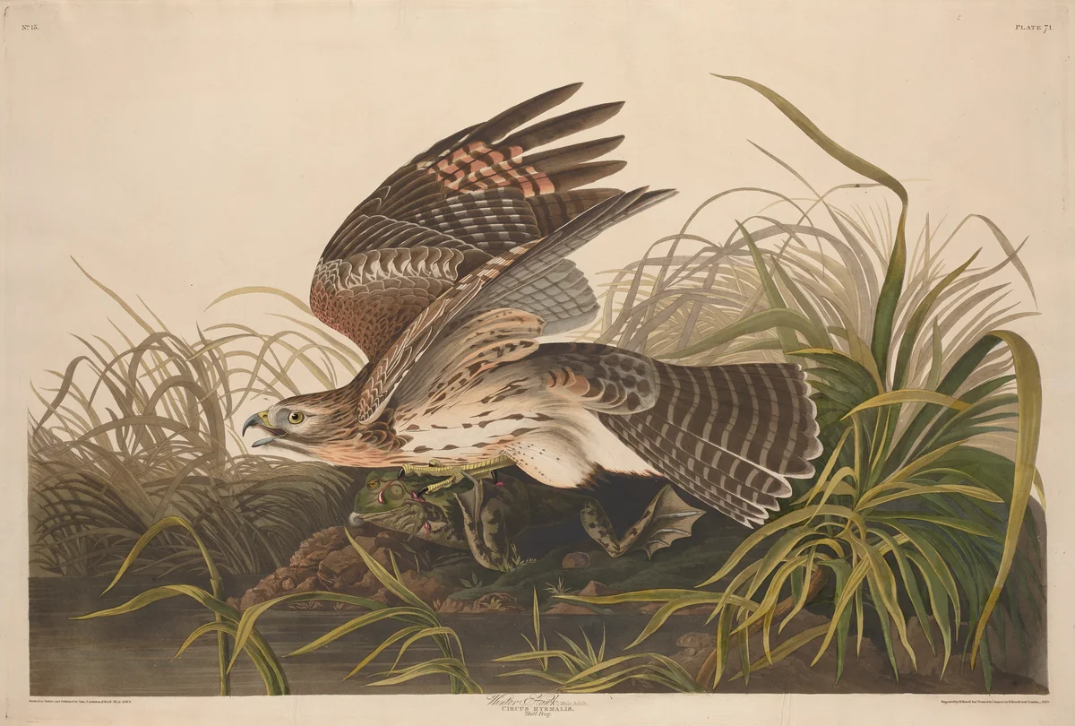 Winter Hawk by Robert Havell, Jr.; John James Audubon, print, 1829