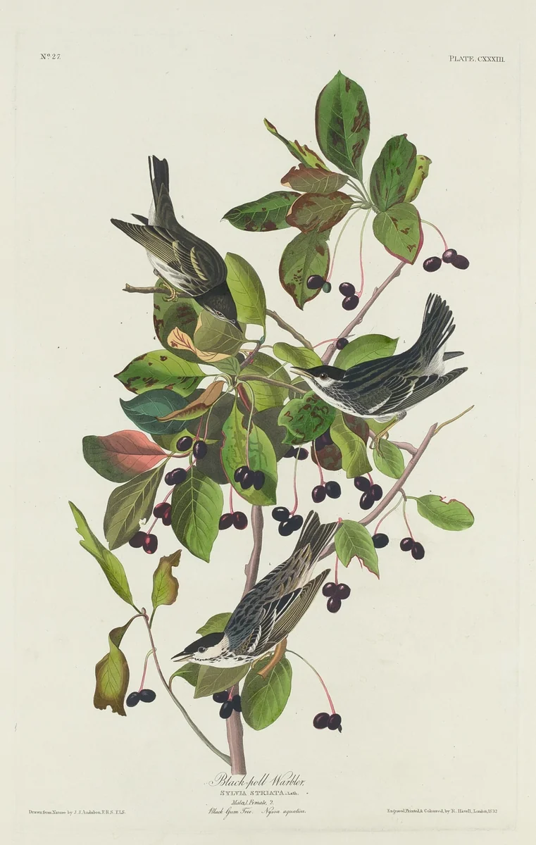 Black-Poll Warbler by Robert Havell, Jr.; John James Audubon, print, 1832