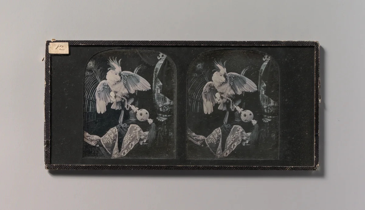 [Still-Life with Cockatoo, Ornamental Ball, Lace, Peacock Feathers] by T. R. Williams, photograph, 1850-1859