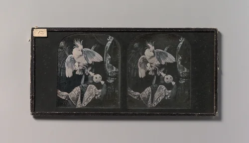 [Still-Life with Cockatoo, Ornamental Ball, Lace, Peacock Feathers] by T. R. Williams, photograph, 1850-1859