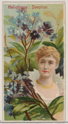 Heliotrope: Devotion, from the series Floral Beauties and Language of Flowers (N75) for Duke brand cigarettes by American Tobacco Company, print, 1892