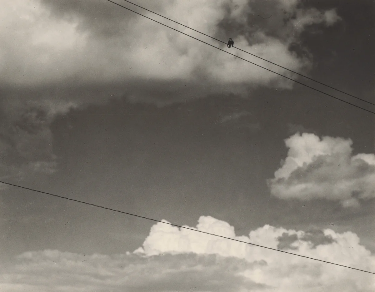 Bird by Alfred Stieglitz, photograph, 1922