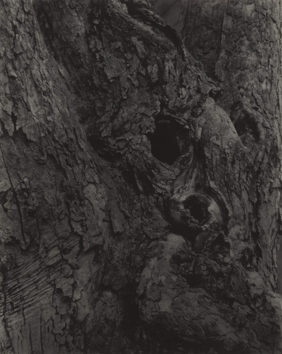 The Old Maple by Alfred Stieglitz, photograph, 1920