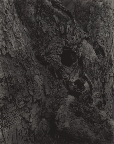 The Old Maple by Alfred Stieglitz, photograph, 1920