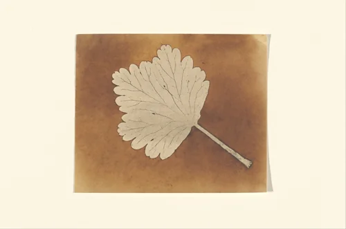 [Leaf] by William Henry Fox Talbot, photograph, 1838-1842