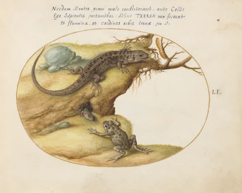 Plate 51: Two Sand Lizards, a Common Parsley Frog(?), and a Caterpillar by Joris Hoefnagel, drawing, 1570-1599