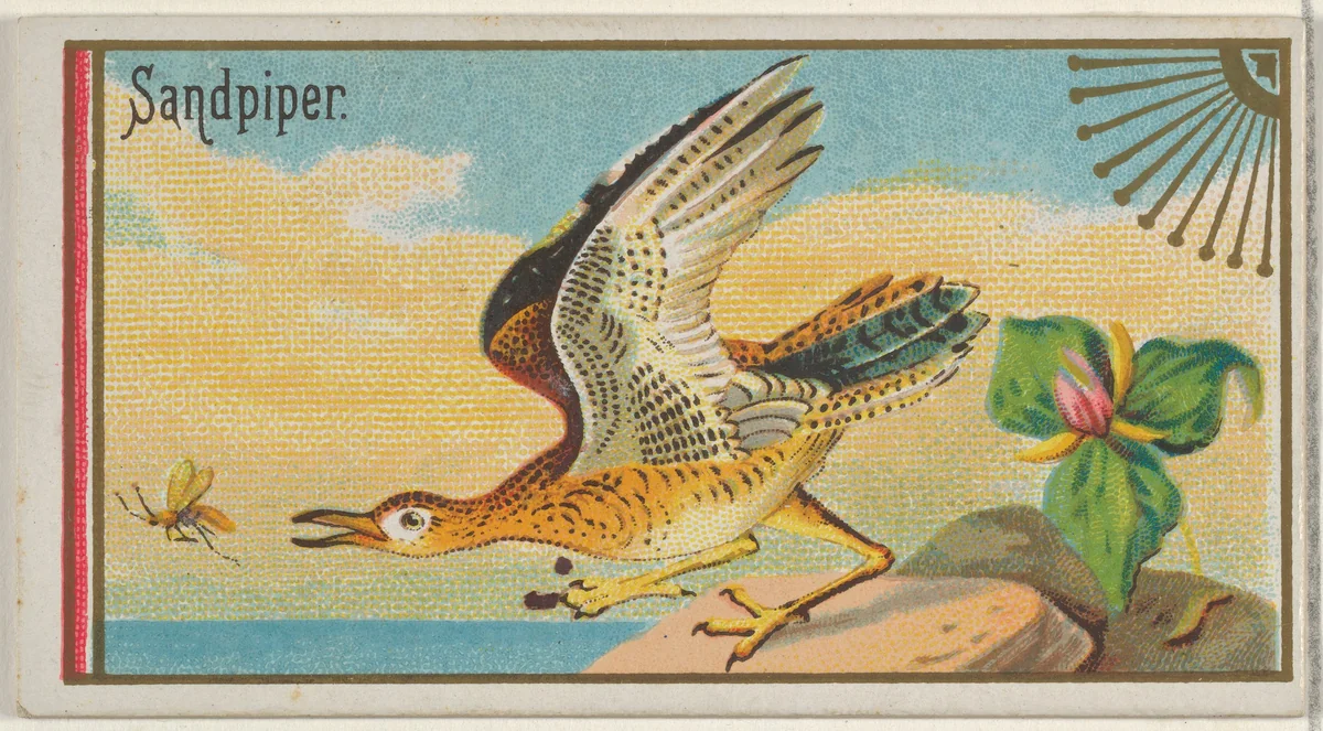 Sandpiper, from the Game Birds series (N13) for Allen & Ginter Cigarettes Brands by Allen & Ginter, print, 1889