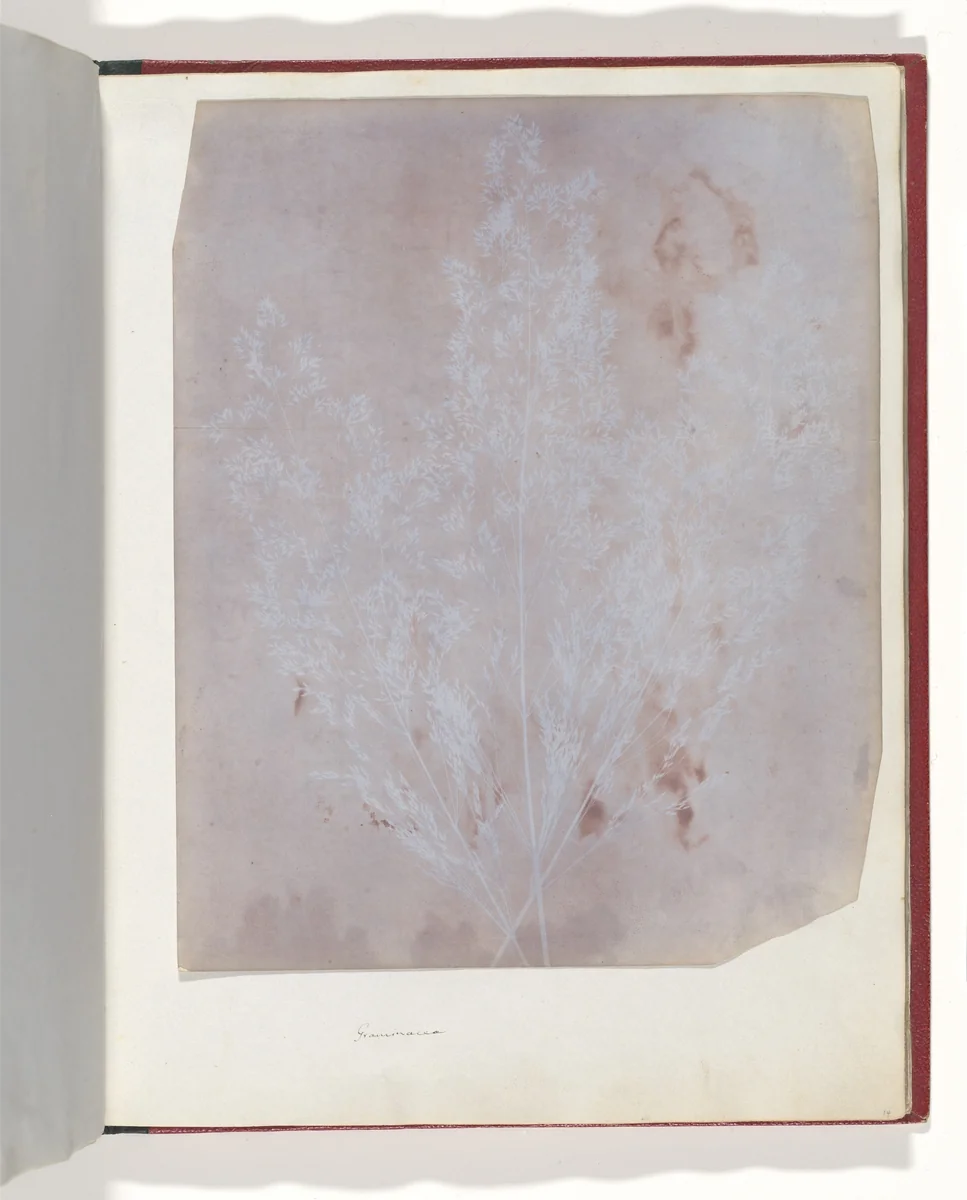 Graminacea by William Henry Fox Talbot, photograph, 1839