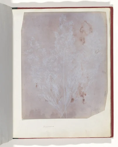 Graminacea by William Henry Fox Talbot, photograph, 1839