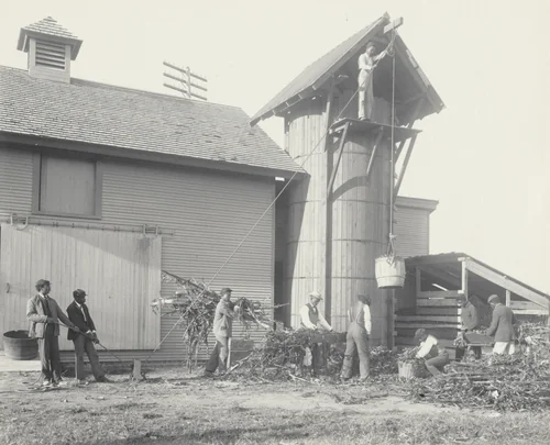 Agriculture. Filling the silo by hand by Frances Benjamin Johnston, photograph, 1899