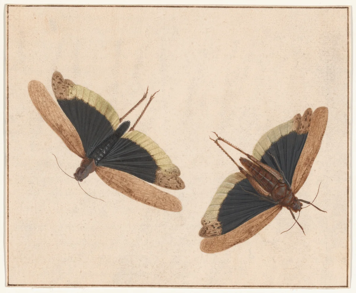 Two Grasshoppers by Herman Henstenburgh, painting, 1680-1690