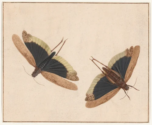 Two Grasshoppers by Herman Henstenburgh, painting, 1680-1690