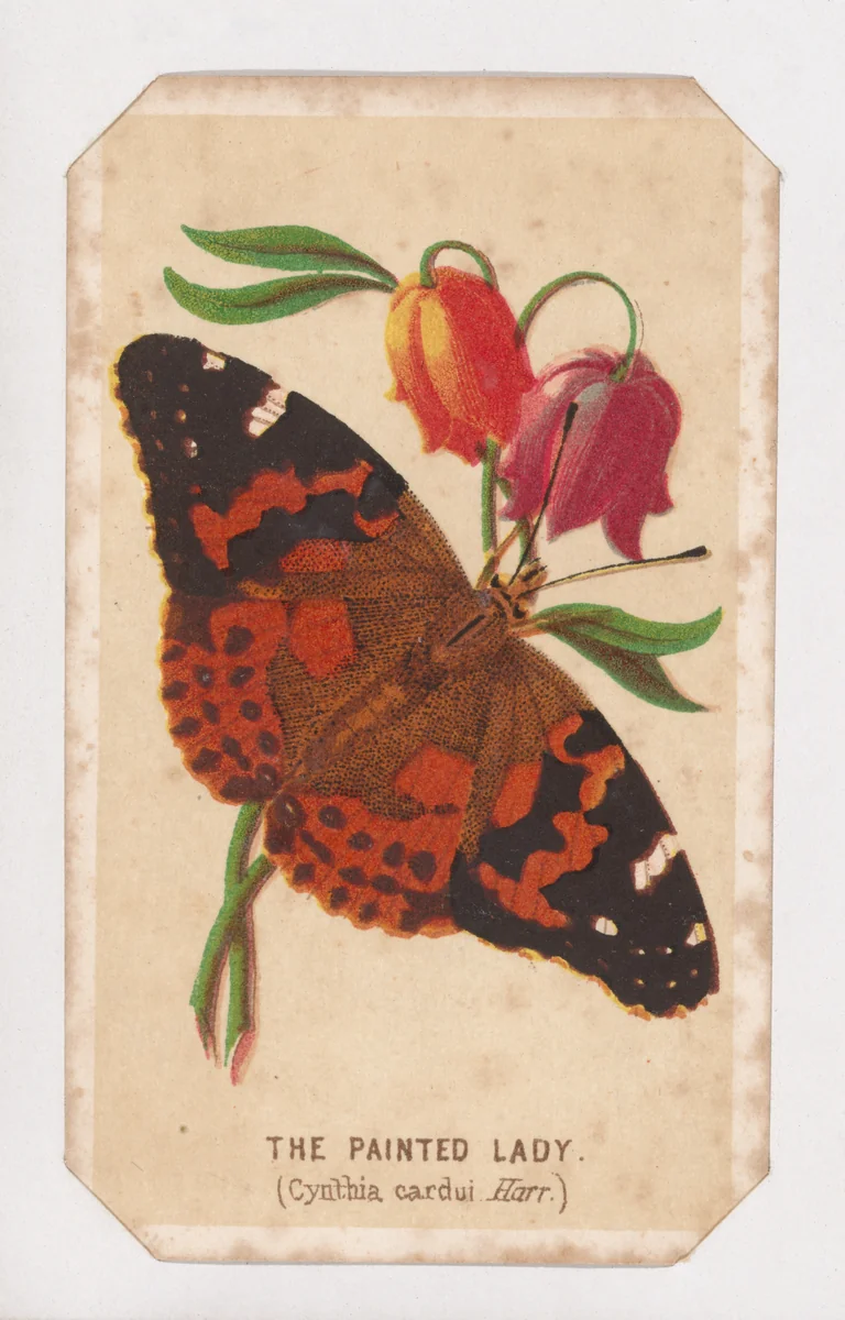 The Painted Lady butterfly card from the Butterflies and Moths of America series by Louis Prang & Co., print, 1862-1869