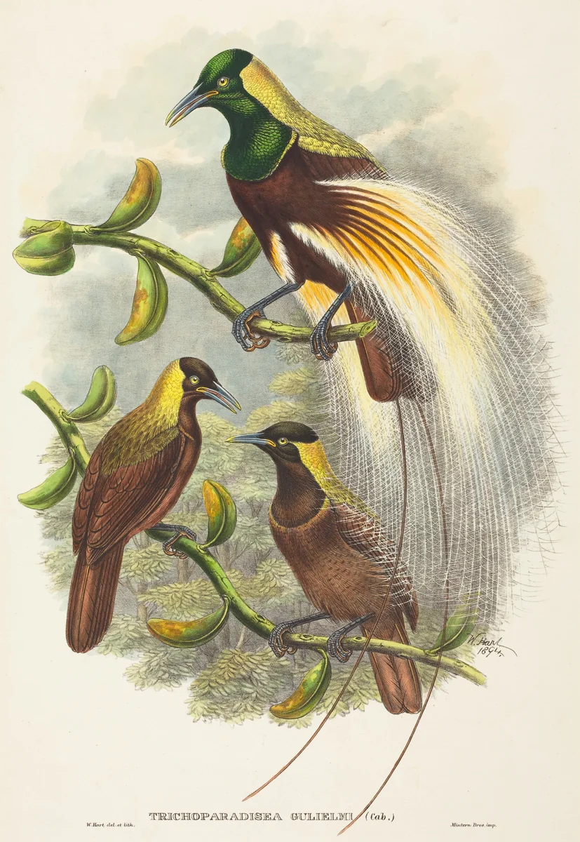 Trichoparadisea Gulielmi by W. Hart, print, 1875-1888