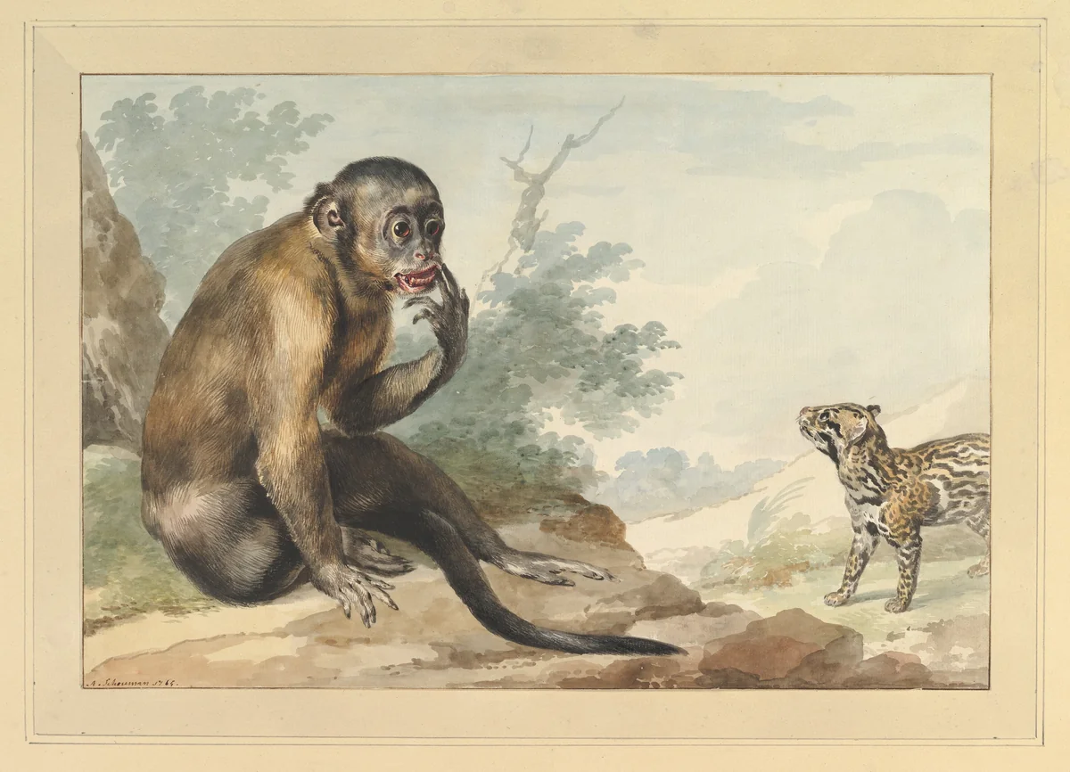 A Monkey Sitting on a Rock Looking at a Civet by Aert Schouman, drawing, 1764