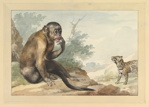 A Monkey Sitting on a Rock Looking at a Civet by Aert Schouman, drawing, 1764