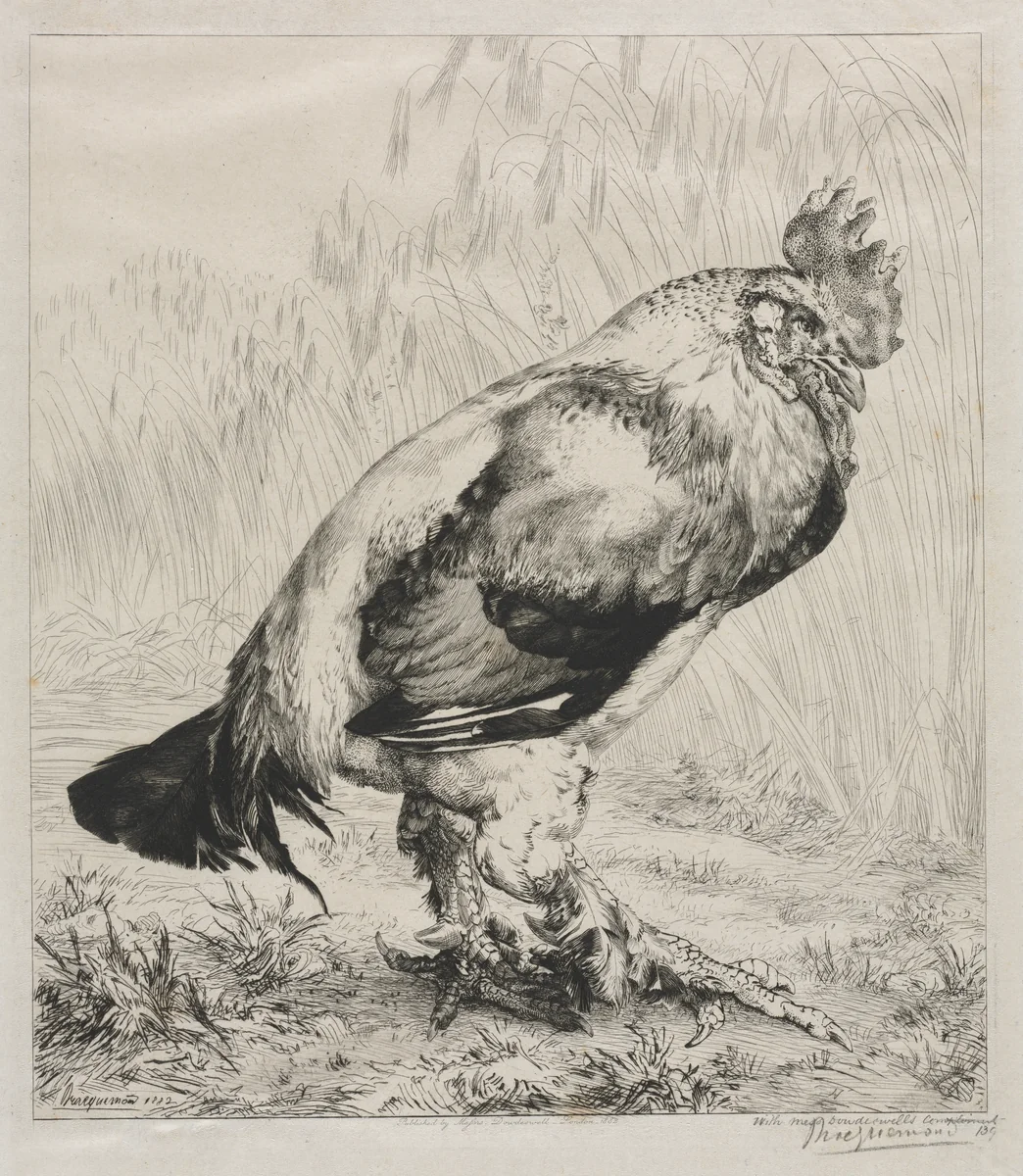 The Old Cock by Félix Bracquemond, print, 1882
