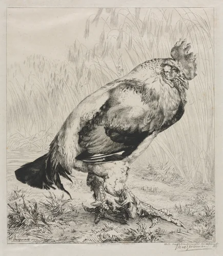 The Old Cock by Félix Bracquemond, print, 1882