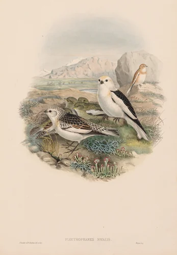 Plectrophanes Nivalis by John Gould, print, 1873