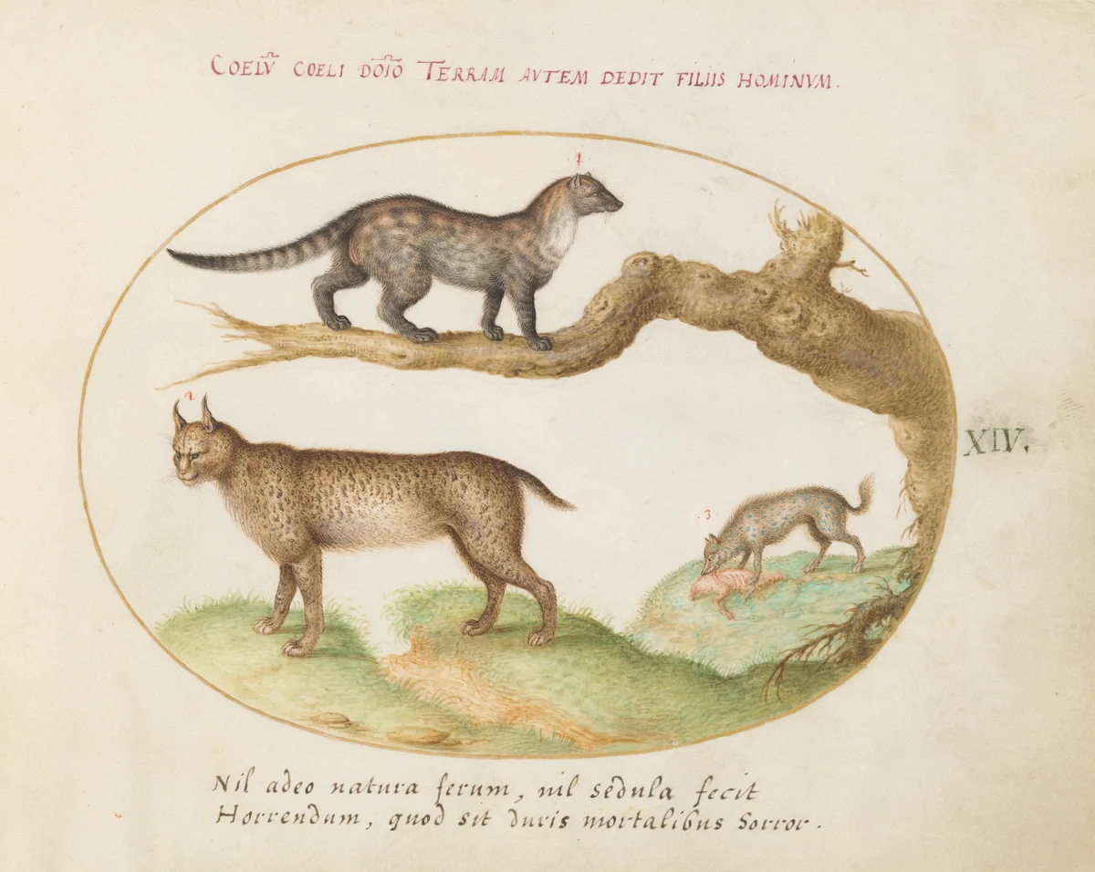Plate 14: A Civet, a Lynx, and a Hyena Eating a Dog by Joris Hoefnagel, drawing, 1570-1599