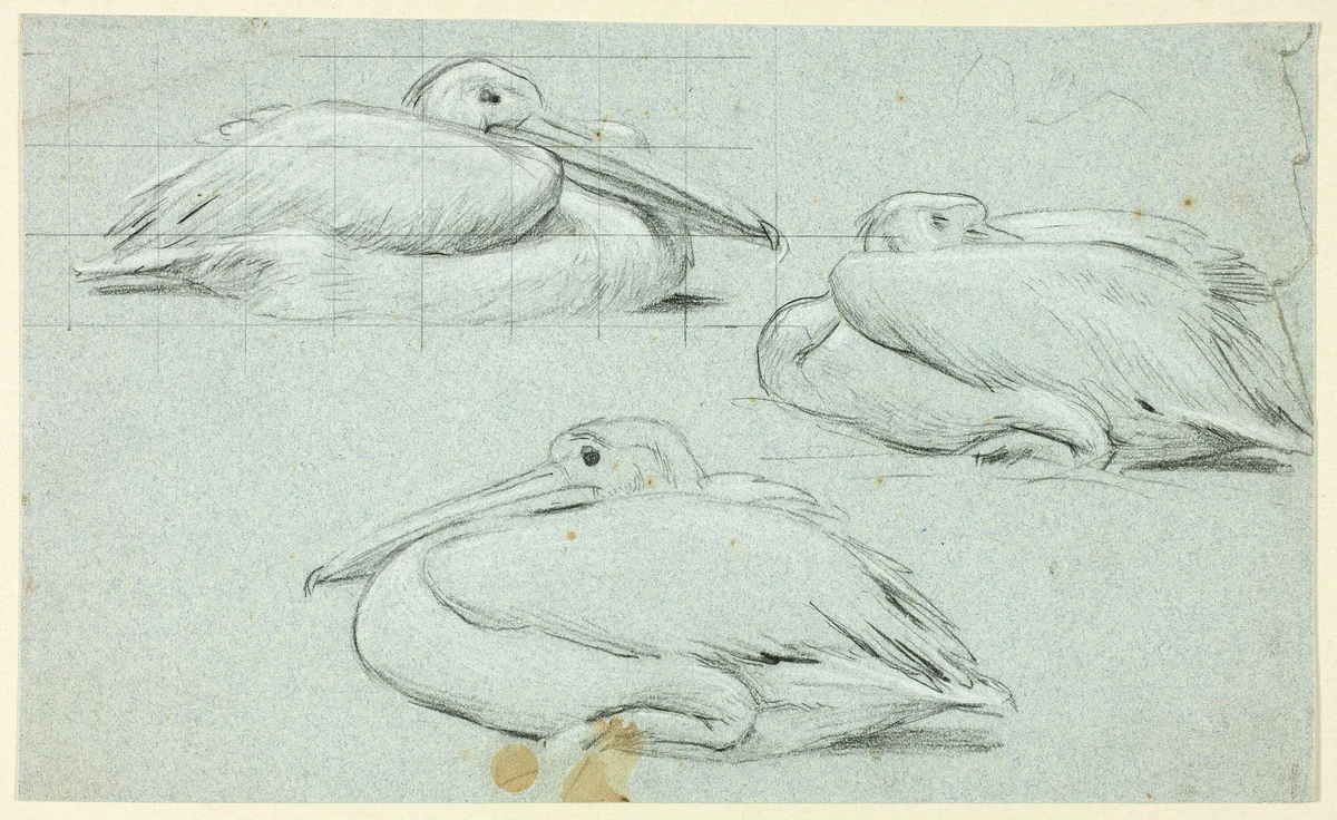 Three Sketches of Pelicans by Henry Stacy Marks, drawing, 1849-1898