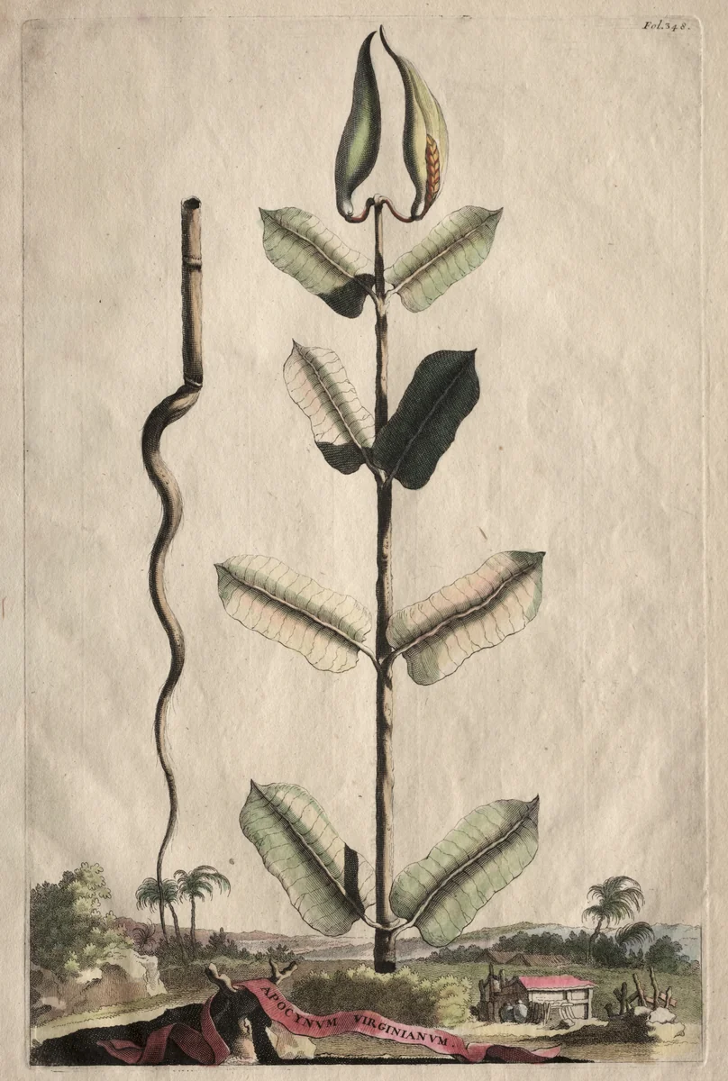 Phytographia Curiosa: Apocynum Virginianum by Abraham Munting, print, 1651-1683