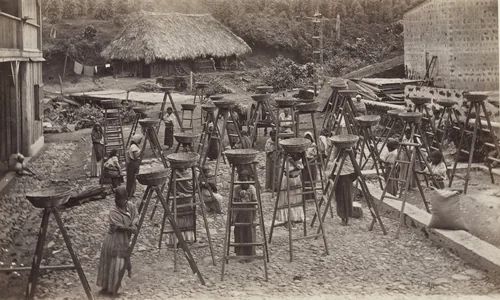 Commencement of the Coffee Harvest, Las Nubes by Eadweard Muybridge, photograph, 1875