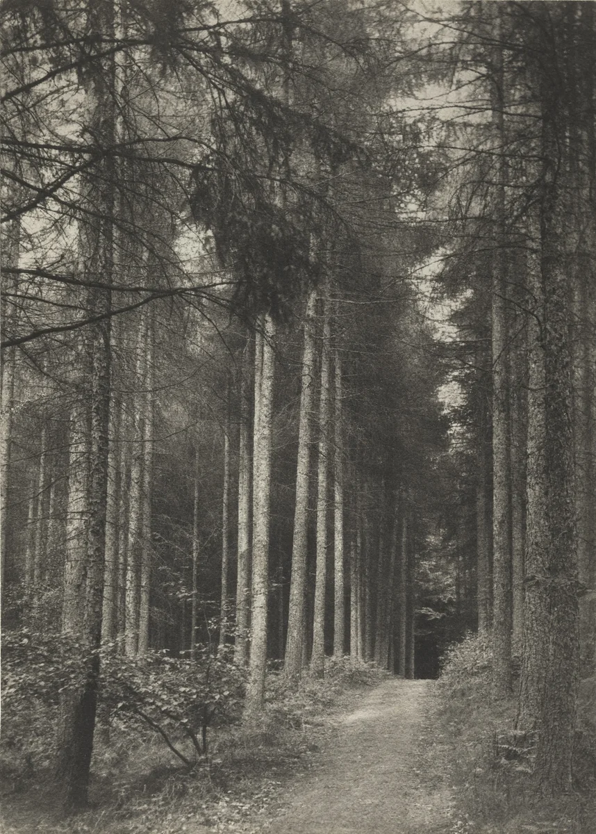 In Redland Woods: Surrey by Frederick H. Evans, photograph, 1894