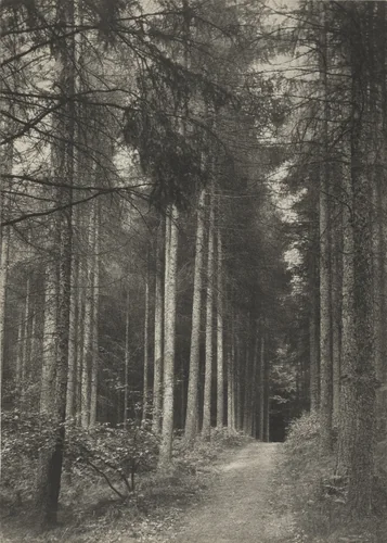 In Redland Woods: Surrey by Frederick H. Evans, photograph, 1894