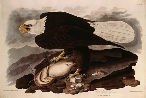 White-headed Eagle by Robert Havell, Jr.; John James Audubon, print, 1828