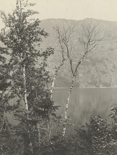 Beech Trees near Pebble Beach, Mt. Kineo, Maine by John G. Bullock, photograph, 1885