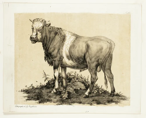 The Bull by Gottfried Engelmann, print, 1815
