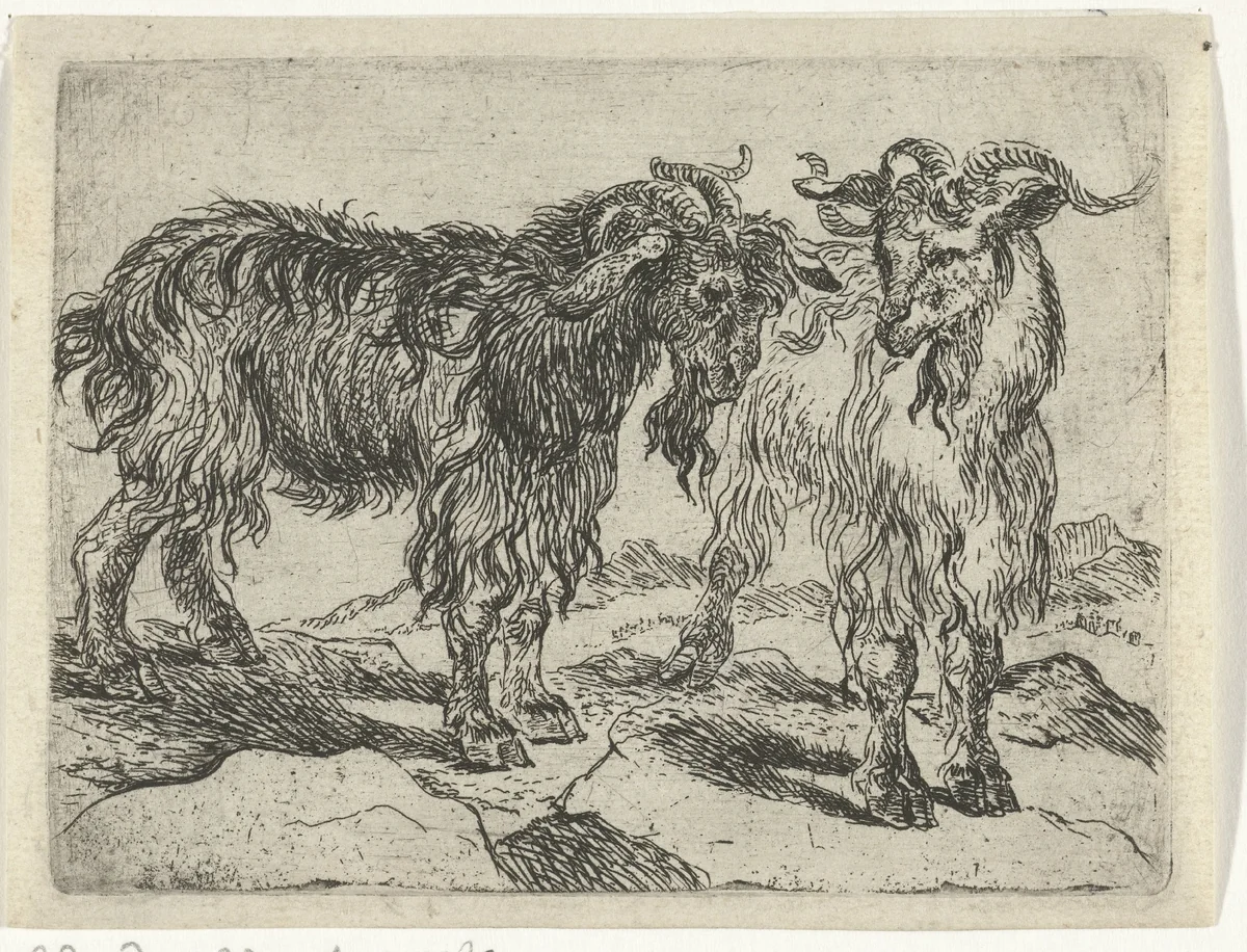 Twee geiten by Joannes Fijt, print, 1621-1661